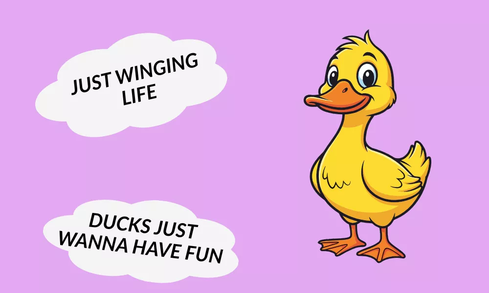 Funny Duck Jokes